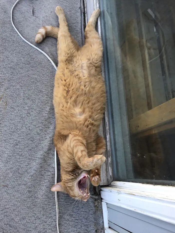 Fat Boy, Hercules.