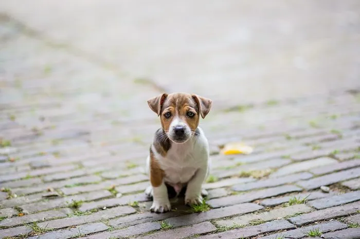This Is Haggis, The Day He Arrived At My Parent’s Place.