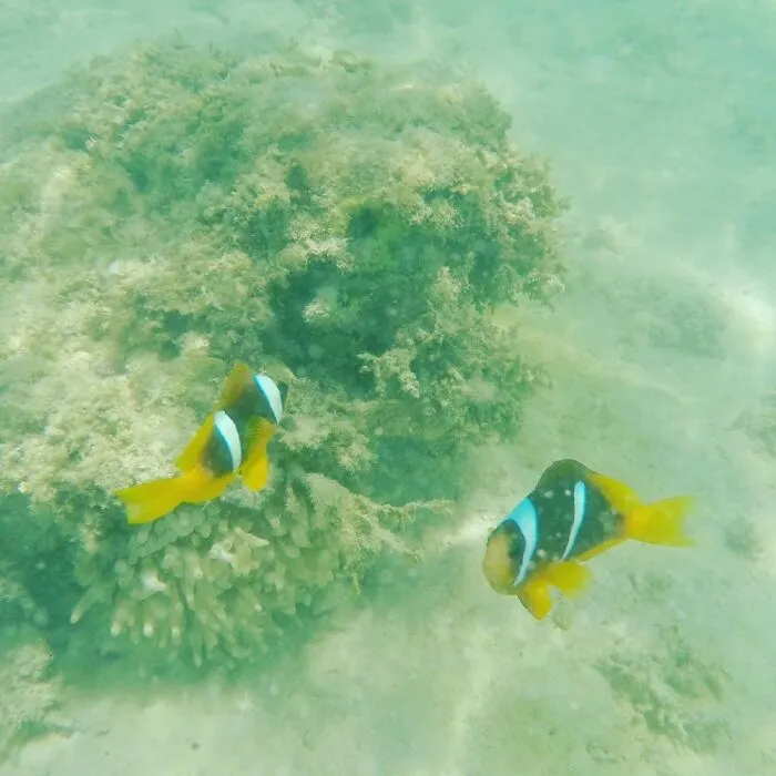 Found Nemo