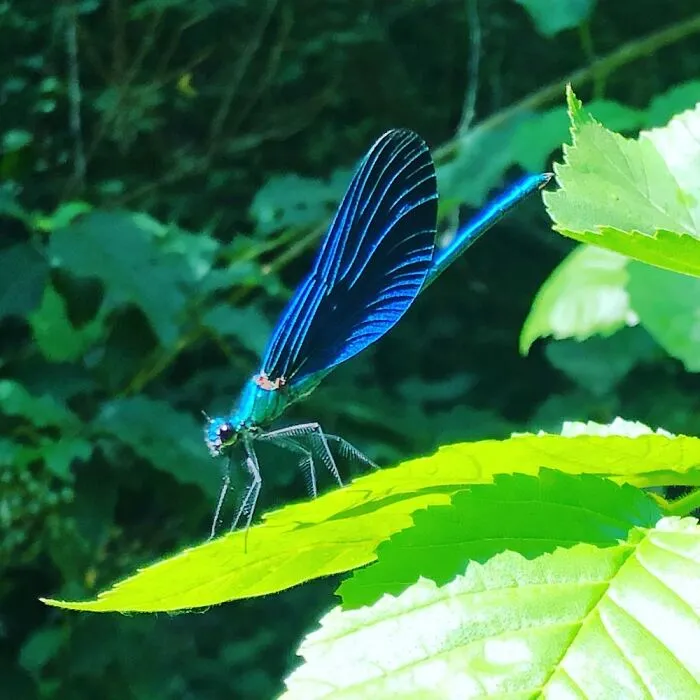 Blue Dragon