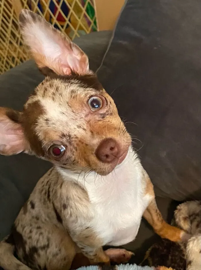 My Pretty Girl