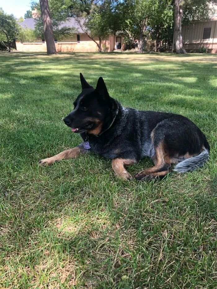 My Dog Junior