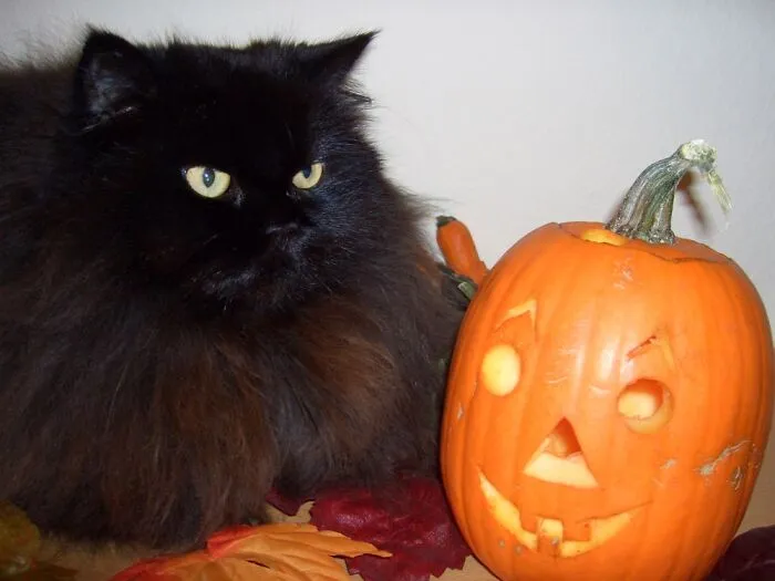 Justus (1996 - 2014)