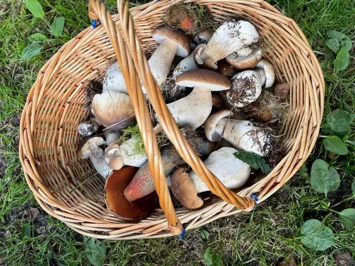 Mushroom Hunting