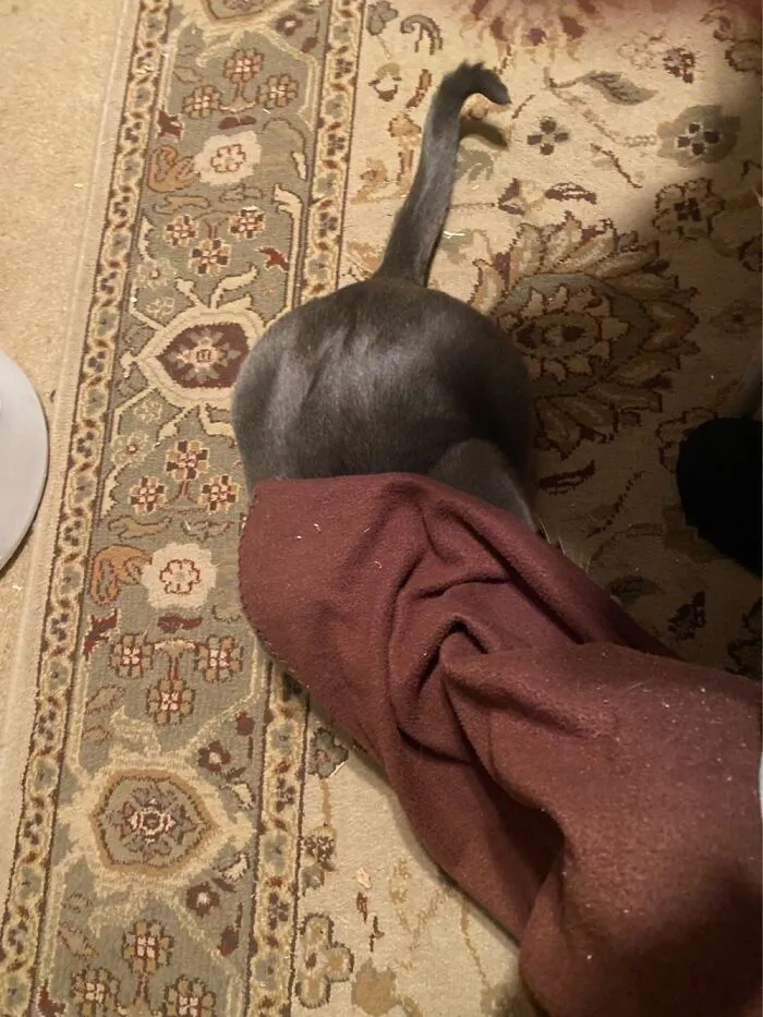My Cat Thor Swears He Is Hidden