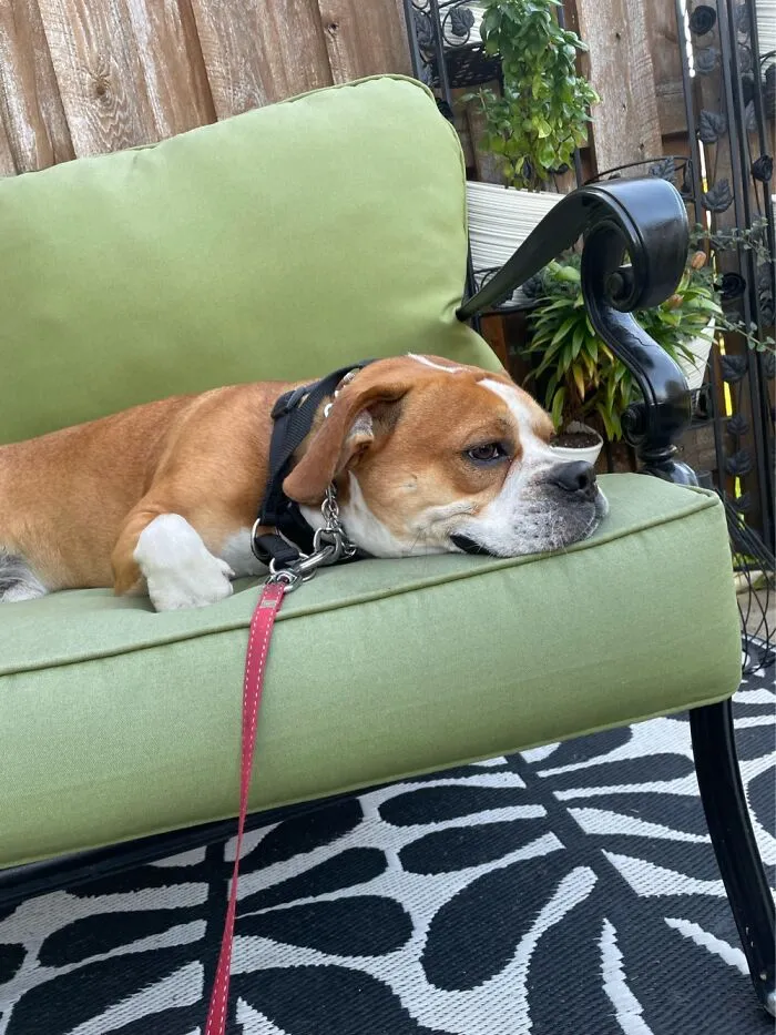 My Doggo Sorta Blepping