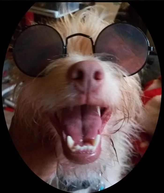 My Albino Terrier Buddy. Aka Fuzzy Osborne