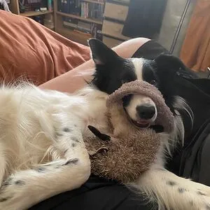 WonkyWeasel