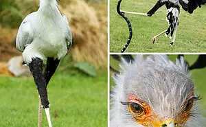 40 Lesser-Known Facts About Animals That Made People Say 'Aww' (New Pics)