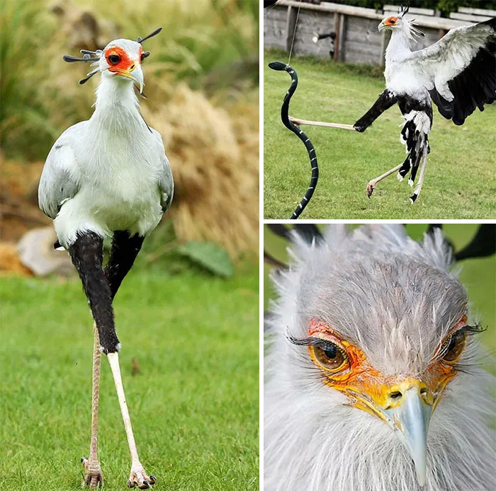 Secretary Birds Are Famous For Its Snake-Stomping Legs; A Single Kick Delivered Some 195 Newtons Of Force