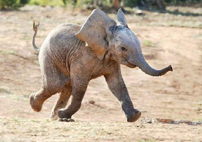 Elephants Are Intelligent, Social, Empathetic Animals Who Display 'Ah Ha' Spontaneous Problem Solving Behavior