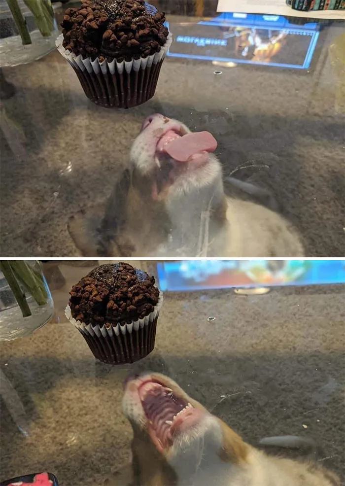 This Facebook Page Is All About Animal Images That Need To Be Seen (50 New Pics)