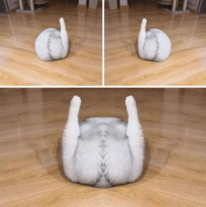 This Facebook Page Is All About Animal Images That Need To Be Seen (50 New Pics)