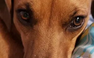 Hey Pandas, Post A Pic Of A Cute Nose (Closed)