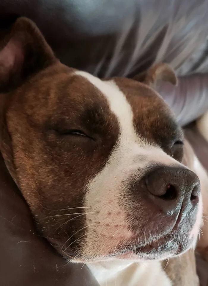 Gypsy Smushy Nose