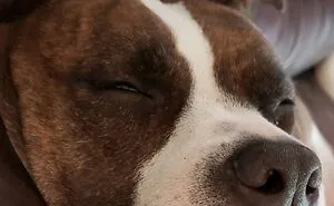 Hey Pandas, Post A Pic Of A Cute Nose (Closed)