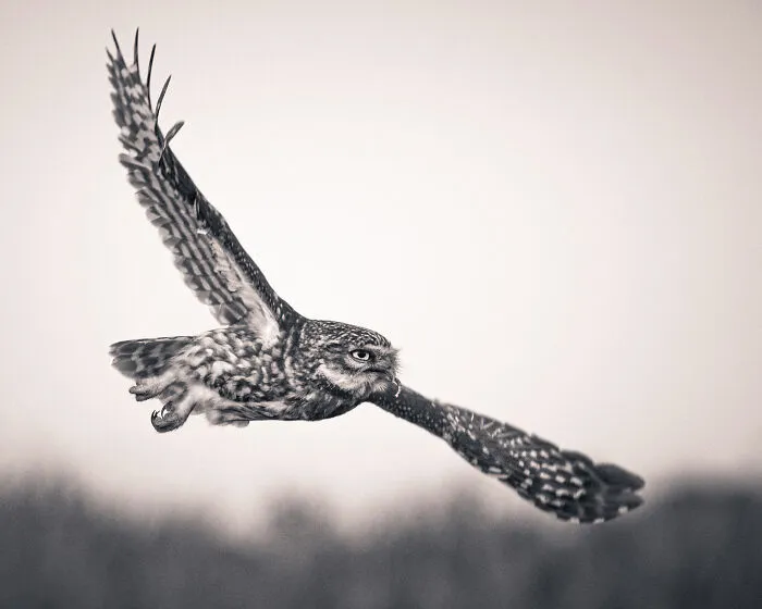 I’ve Spent 5 Years Capturing Perfectly Timed Action Shots Of Animals In Nature (35 Pics)