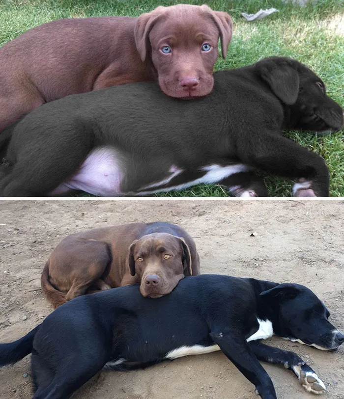Inseparable