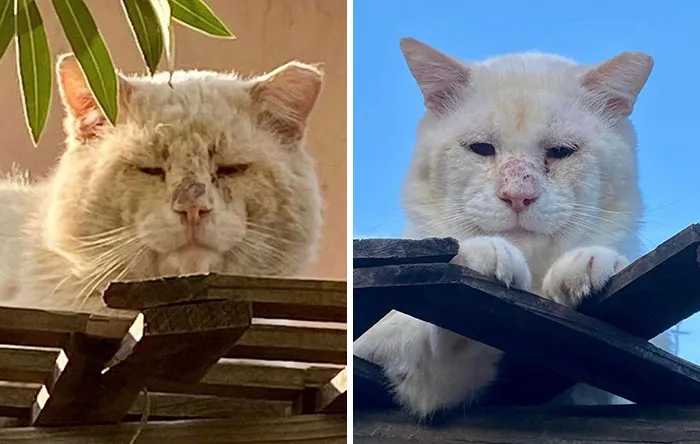 This Is My Feral Friend Sad Boy, Showing Off How Good He Looks After A Few Months Of Love And Care
