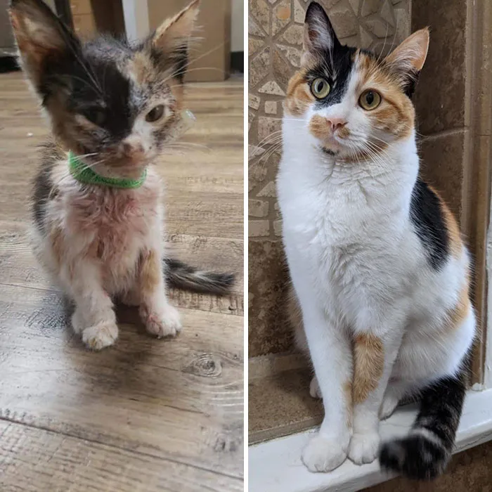 One Year Since My Wife Brought A Flea Ridden, Tiny Baby Back To Life With A Blood Transfusion