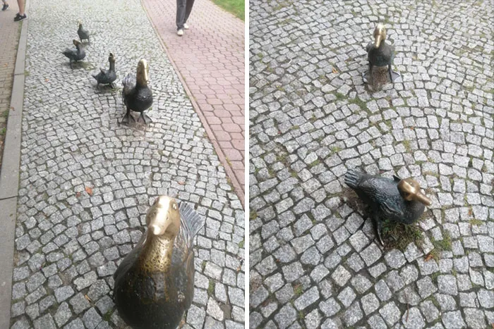Well-Pet Ducks