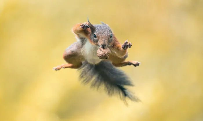 He pasado 5 años captando fotos perfectamente sincronizadas de animales en la naturaleza (35 fotos)