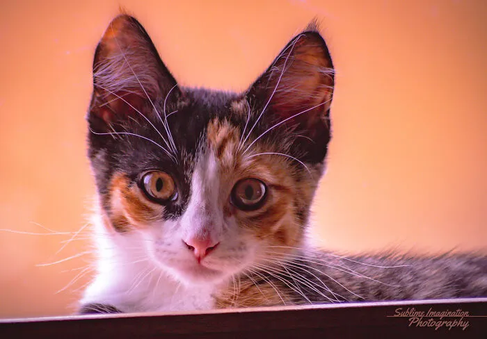My Moms Katie Kitty. She's Such A Beautiful Cat