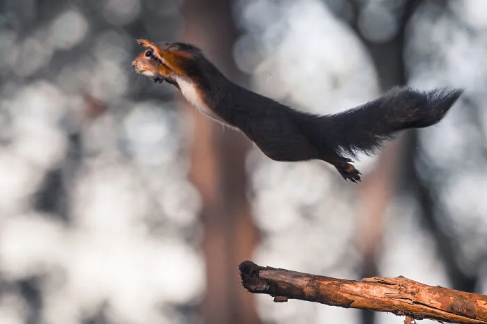 I’ve Spent 5 Years Capturing Perfectly Timed Action Shots Of Animals In Nature (35 Pics)