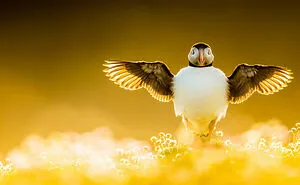 Here Are The 30 Winners Of 2021 Bird Photographer Of The Year Awards