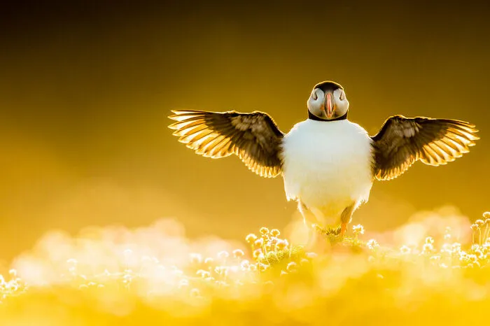 Best Portfolio Winner By Kevin Morgans