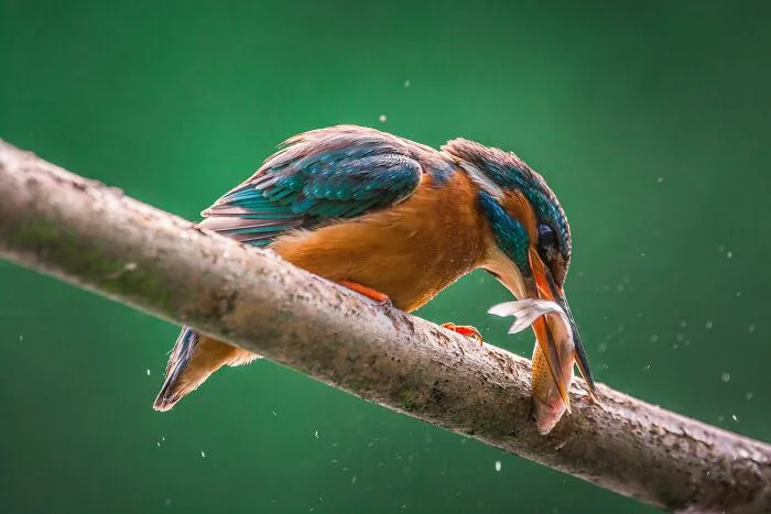 He pasado 5 años captando fotos perfectamente sincronizadas de animales en la naturaleza (35 fotos)