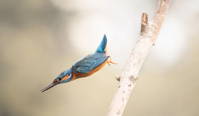 I’ve Spent 5 Years Capturing Perfectly Timed Action Shots Of Animals In Nature (35 Pics)