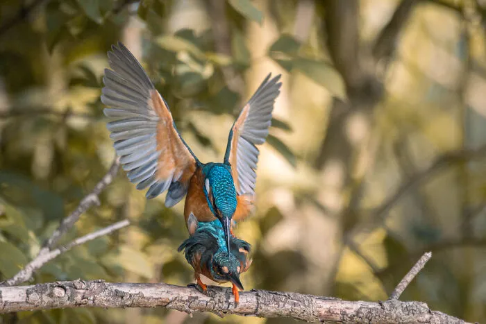He pasado 5 años captando fotos perfectamente sincronizadas de animales en la naturaleza (35 fotos)