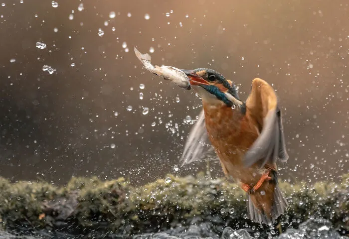 He pasado 5 años captando fotos perfectamente sincronizadas de animales en la naturaleza (35 fotos)