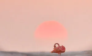 The Best 28 Wildlife Photos Revealed In The 2021 WildArt Photographer Of The Year Contest