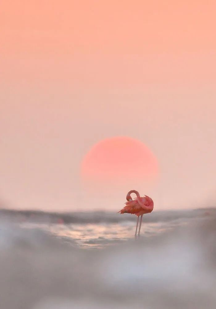 Light Silver Award Winner ‘Last Moments’ – Tibor Kercz