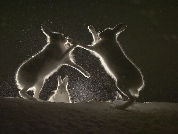 Light Silver Award Winner ‘Last Moments’ – Tibor Kercz