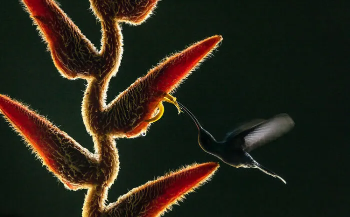 Wild Planet Photo Magazine Award Winner ‘Light And Shadow’ – Duncan Armour