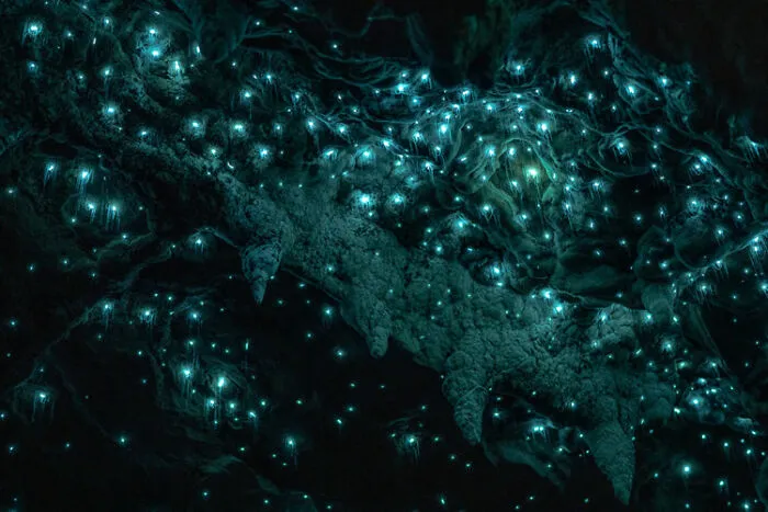 Wildart Young Light Category Winner ‘The Stars Beneath The Ground’ – D’artagnan Sprengel
