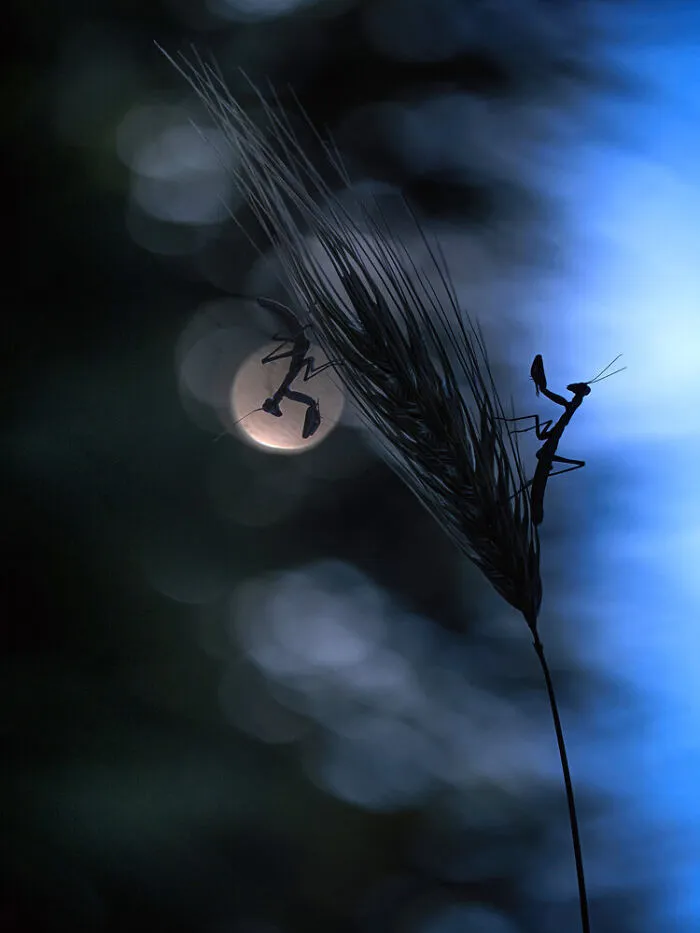 Highly Commended – Fabio Sartori