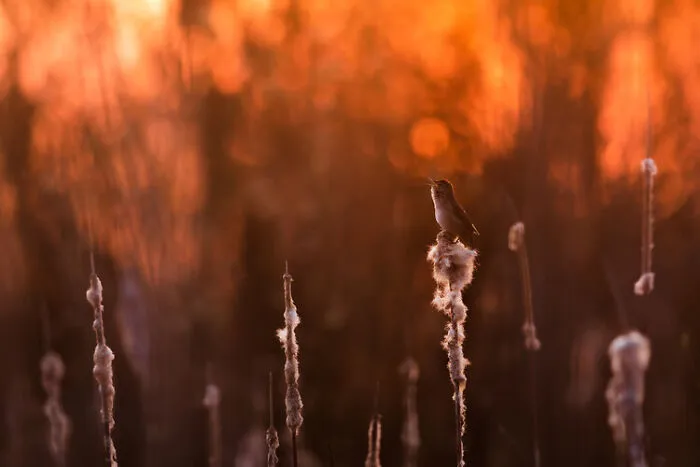 Highly Commended – Łukasz Sokół