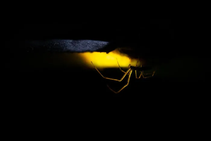 Highly Commended – Csaba Tökölyi
