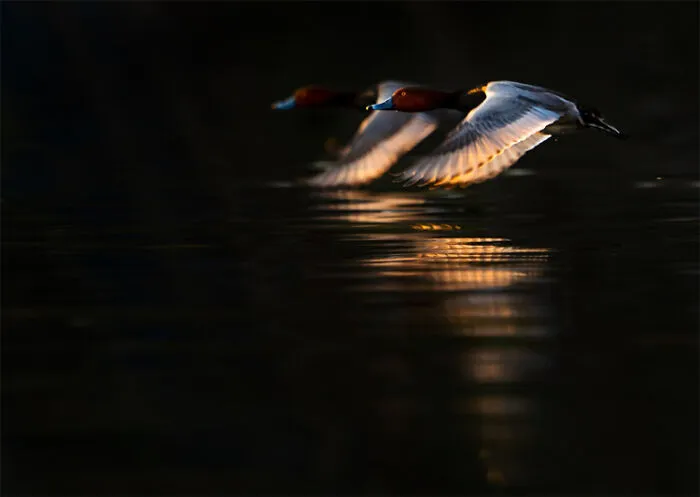Commended – Vance Solseth