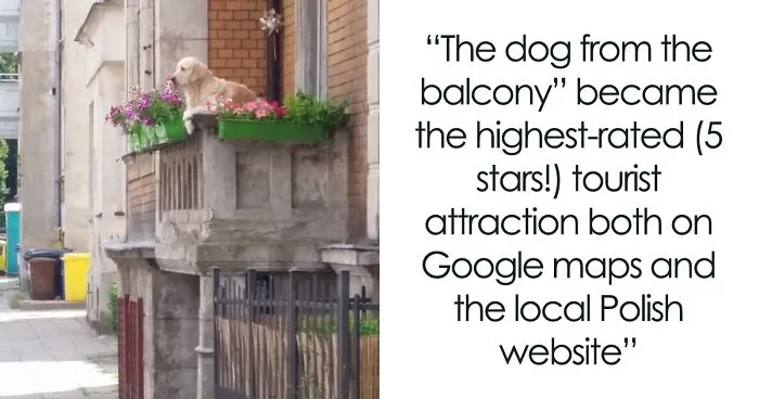 Golden Retriever Hanging Out On Its Balcony Became The Most Popular Tourist Attraction In Gdansk