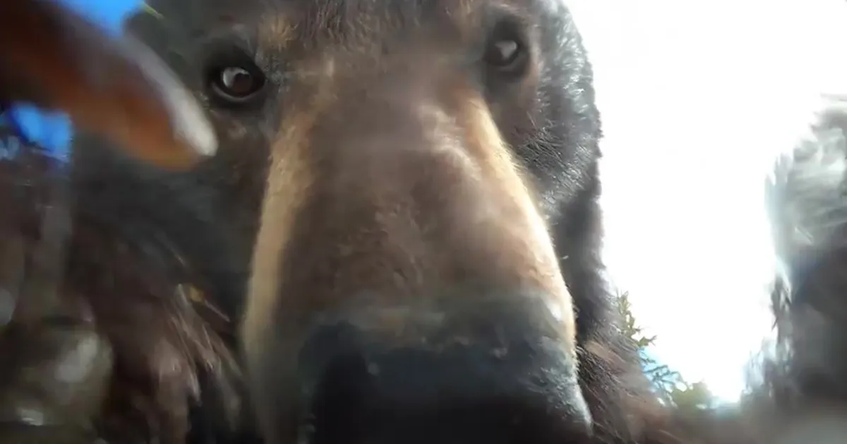"¡Sin duda la cosa más loca que he encontrado!": Un cazador encuentra una cámara perdida con imágenes grabadas por un oso