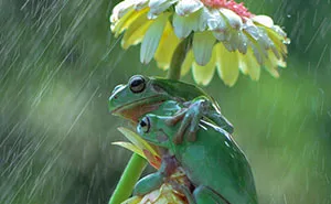 30 Adorable Frog Pictures By Ajar Setiadi That He Took Near His House
