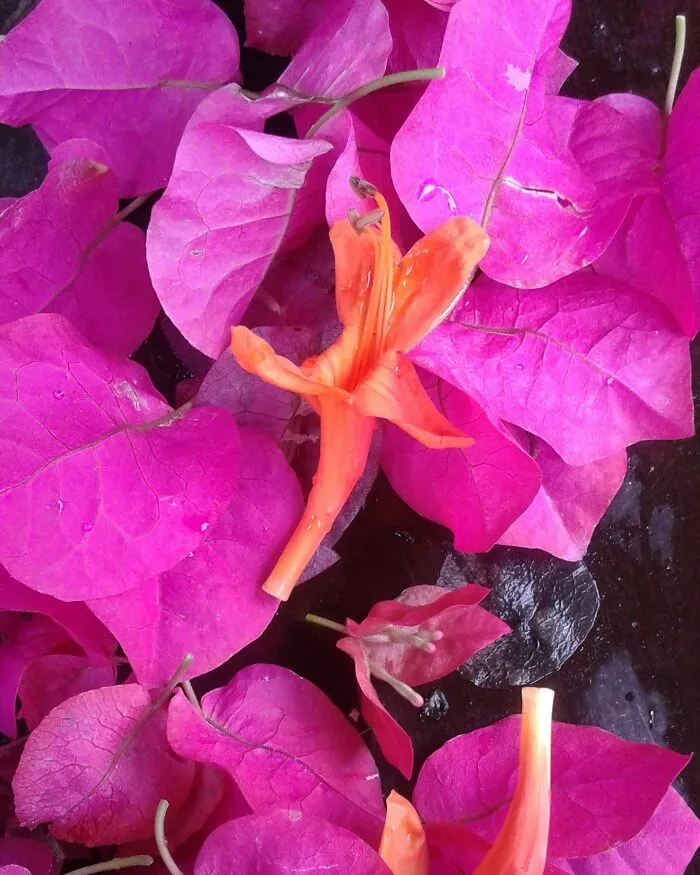 Colorburst.