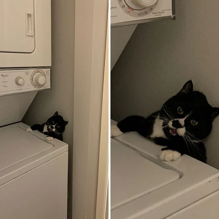 Cat Owners Share The Weirdest Places Their Cats End Up In (50 Pics)