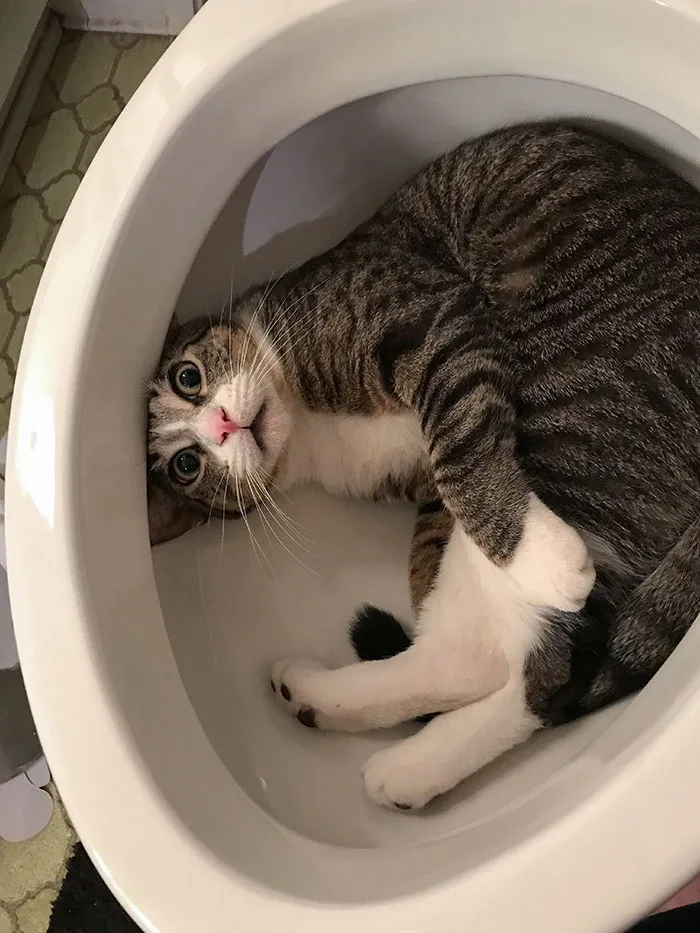 40 Dueños de gatos muestran los sitios más insólitos en los que han encontrado a sus mascotas
