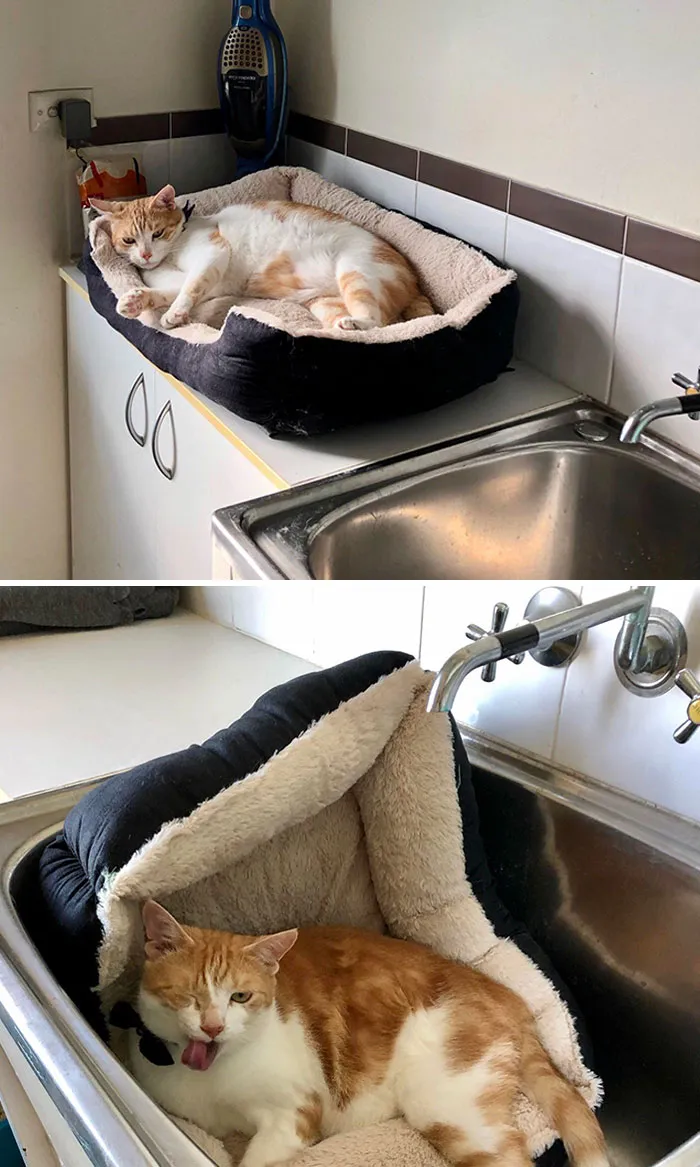 Cat Owners Share The Weirdest Places Their Cats End Up In (50 Pics)